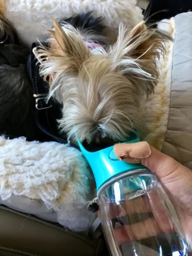 The Portable Pet Water Bottle photo review