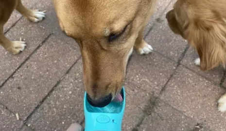 The Portable Pet Water Bottle photo review