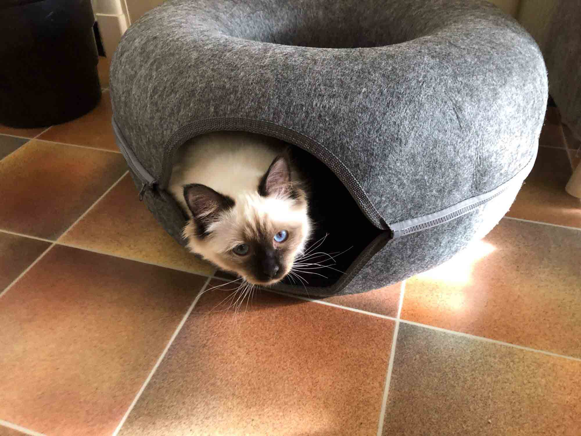 Donut Interactive Cat Tunnel Bed photo review