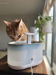 Cute Cat Water Fountain photo review