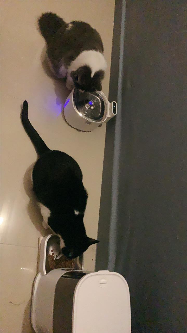 Wireless Cat Water Fountain with Sensor photo review